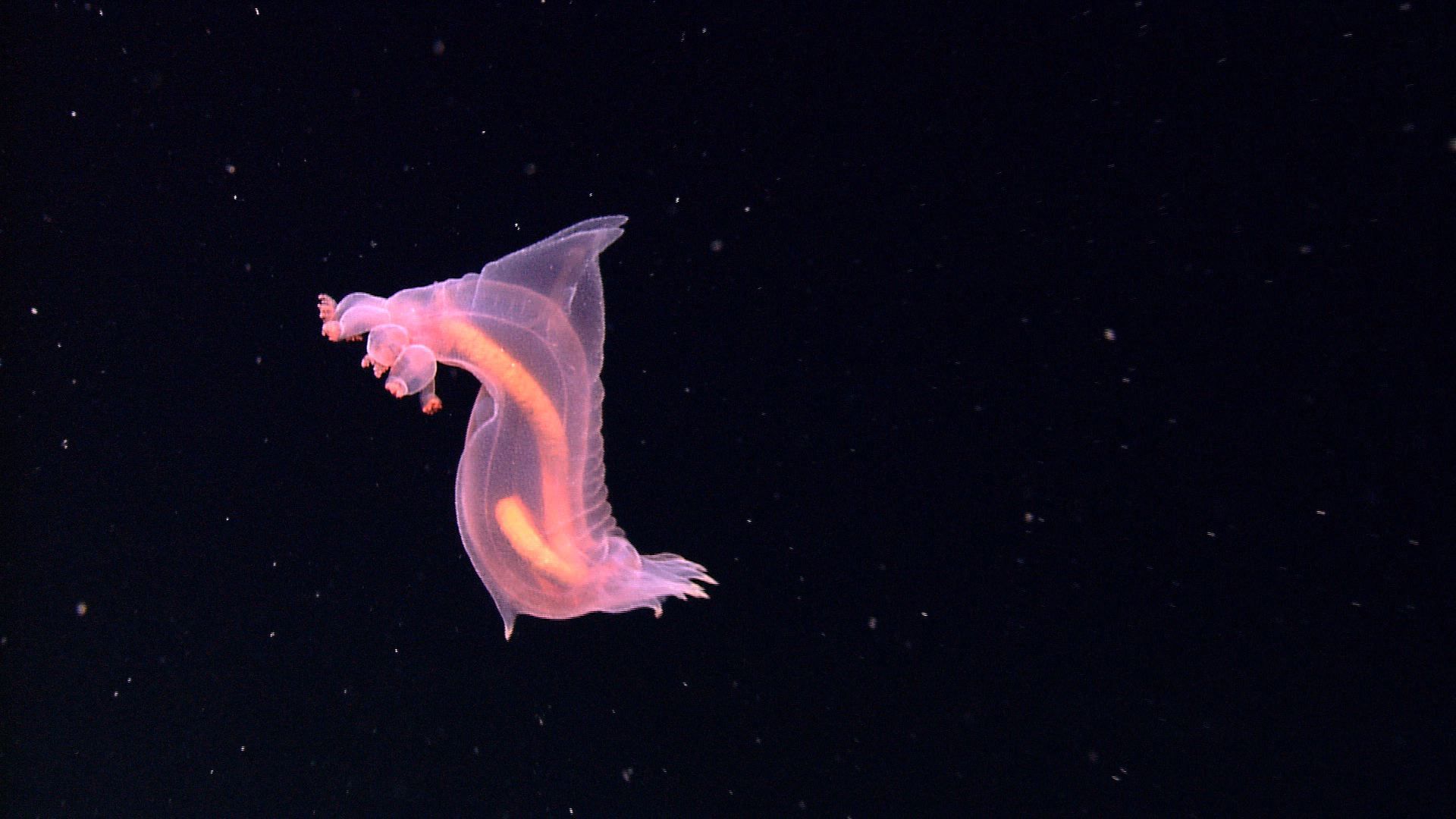 Despite being discovered in the 1880s, the enypniastes eximia was not caught on camera until 2017. This genus of deep-sea sea cucumber is unkindly called a 